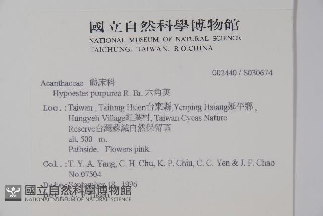 六角英, 槍刀菜藏品圖，第2張