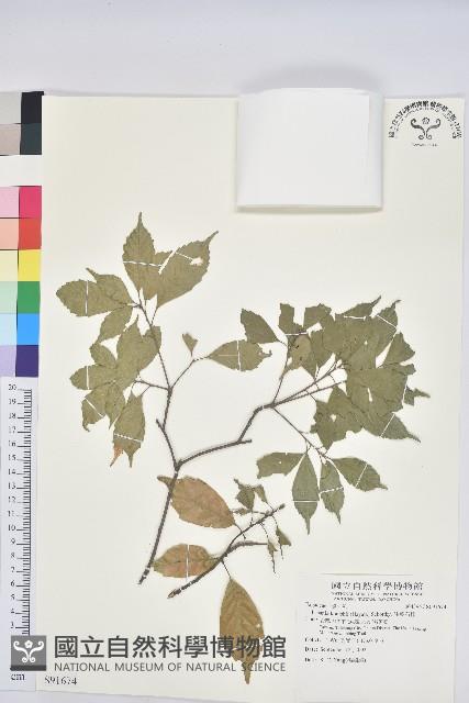 油葉石櫟藏品圖，第1張