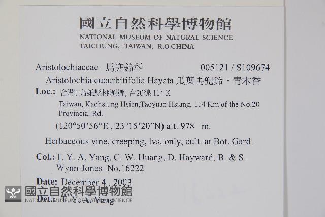 瓜葉馬兜鈴、青木香藏品圖，第2張