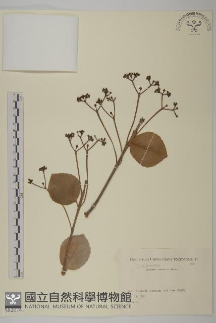 日本衛矛, 大葉黃楊藏品圖，第1張