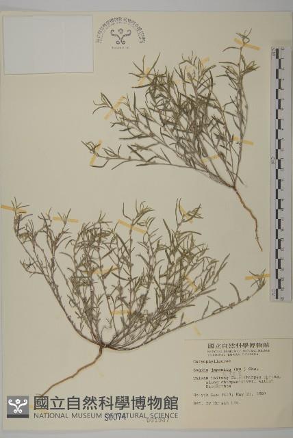 瓜槌草、漆姑草藏品圖，第1張