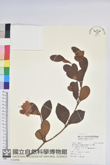 金毛杜鵑藏品圖，第1張