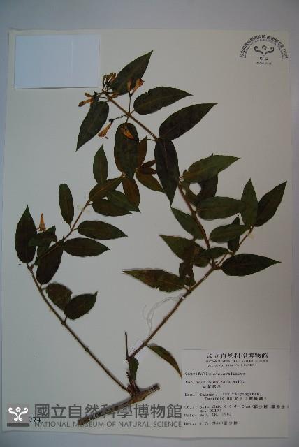 阿里山忍冬、漸尖葉忍冬藏品圖，第1張