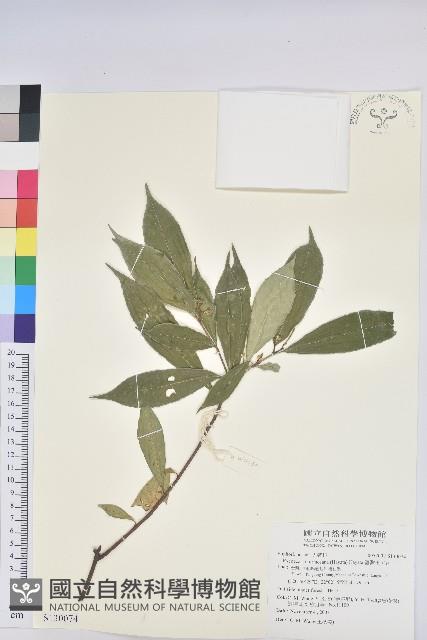 臺灣土沉香藏品圖，第1張