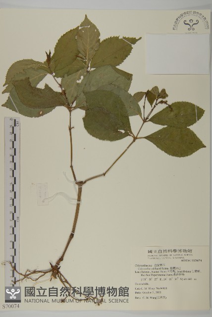 臺灣及己藏品圖，第1張