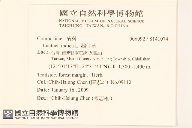 鵝仔草藏品圖，第2張
