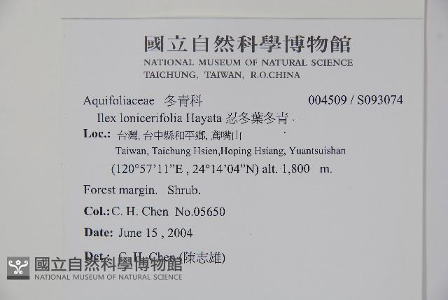 忍冬葉冬青藏品圖，第2張