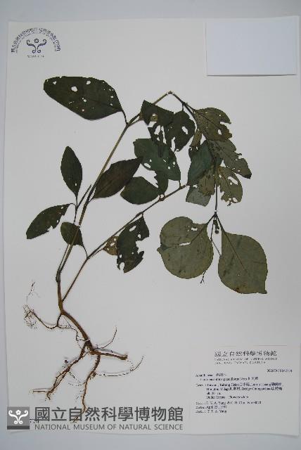 針刺草藏品圖，第1張