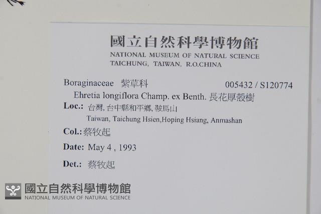 長花厚殼樹藏品圖，第2張