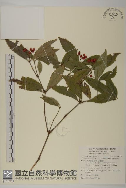 草珊瑚、紅果金粟蘭藏品圖，第1張