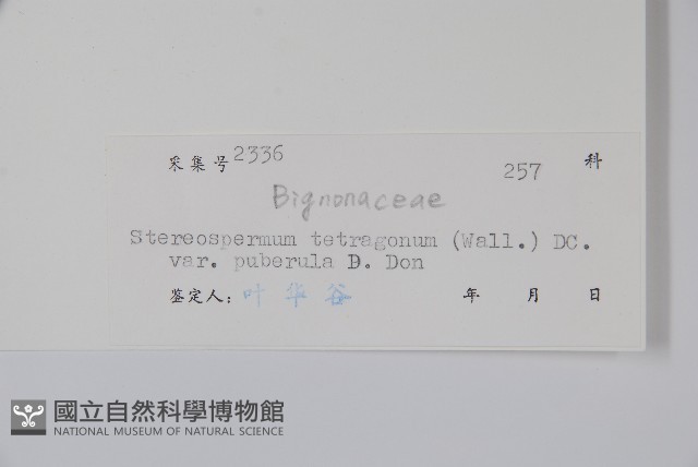 羽葉楸藏品圖，第2張