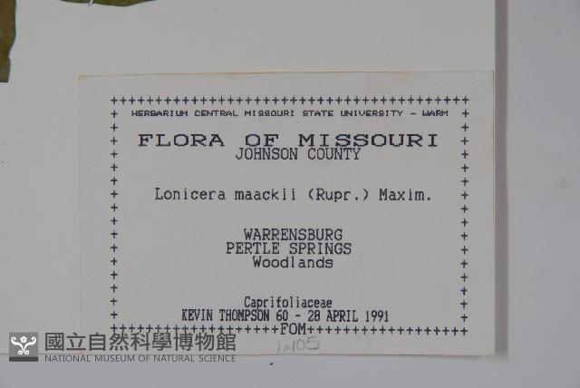 金銀忍冬藏品圖，第2張