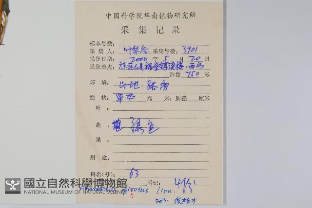 刺莧藏品圖，第2張