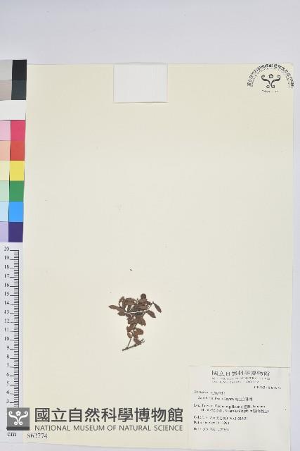 高山白珠樹藏品圖，第1張