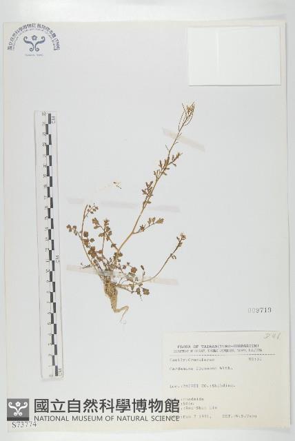 焊菜藏品圖，第1張