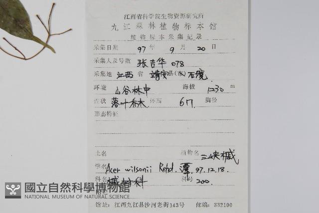 三峽槭藏品圖，第2張