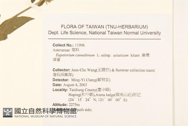 台灣澤蘭藏品圖，第2張