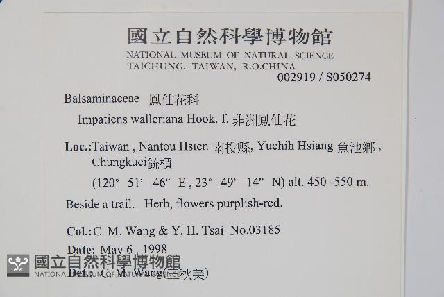 非洲鳳仙花藏品圖，第2張