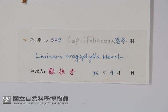 盤葉忍冬藏品圖，第2張