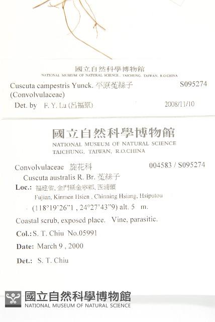 平原菟絲子藏品圖，第2張