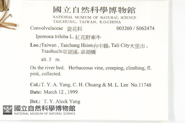 紅花野牽牛藏品圖，第5張