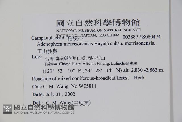 玉山沙參藏品圖，第2張