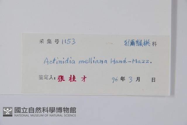 美麗獼猴桃藏品圖，第2張