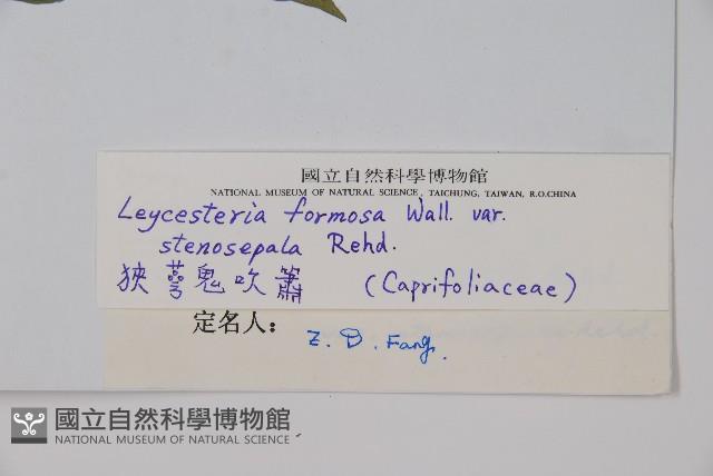 狹萼鬼吹簫藏品圖，第2張