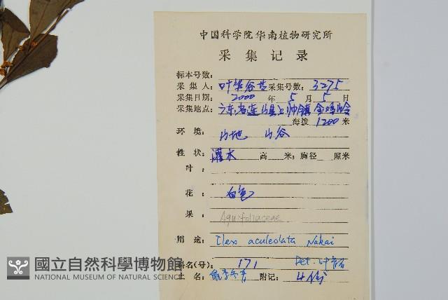 鼠李冬青、滿樹星藏品圖，第2張