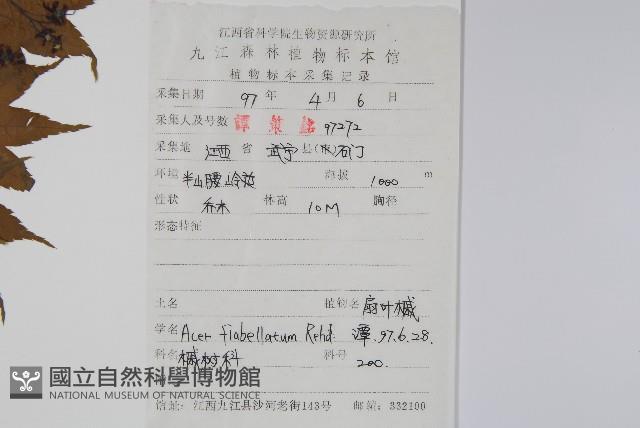 扇葉槭藏品圖，第2張