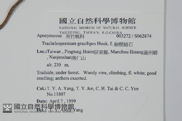 細梗絡石藏品圖，第2張