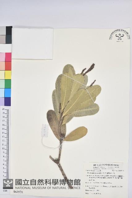 蘭嶼土沉香藏品圖，第1張