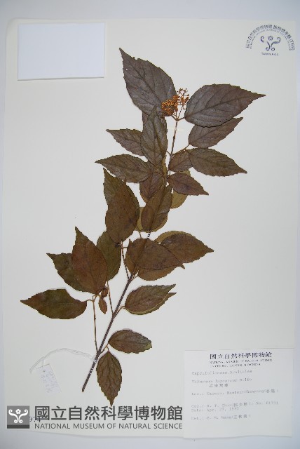 呂宋莢迷藏品圖，第1張