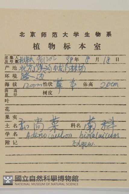 腺梗菜藏品圖，第2張