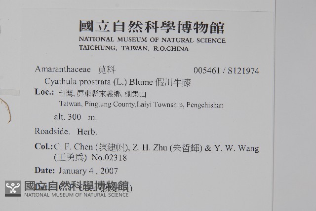 假川牛膝藏品圖，第2張