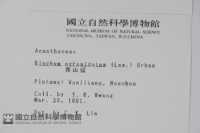 賽山藍藏品圖，第2張