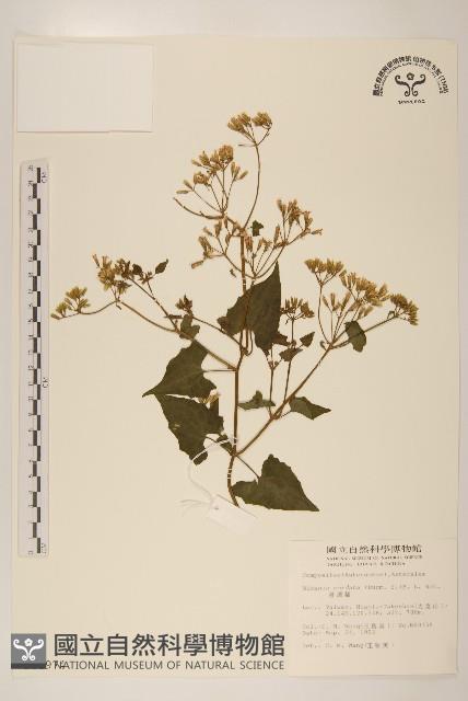 蔓澤蘭藏品圖，第1張