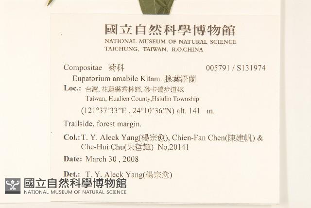 腺葉澤蘭藏品圖，第2張