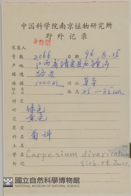 煙管草藏品圖，第2張