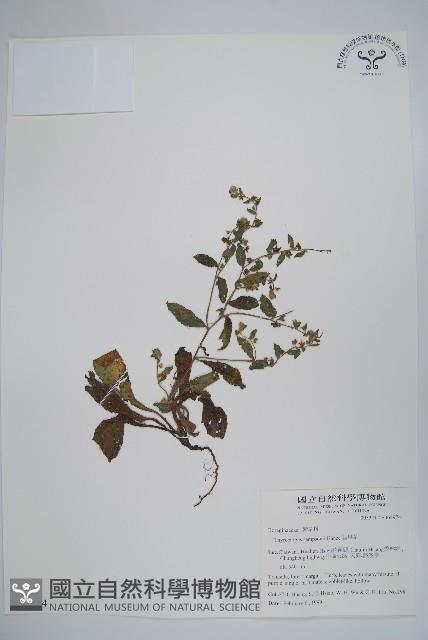 盾果草藏品圖，第1張