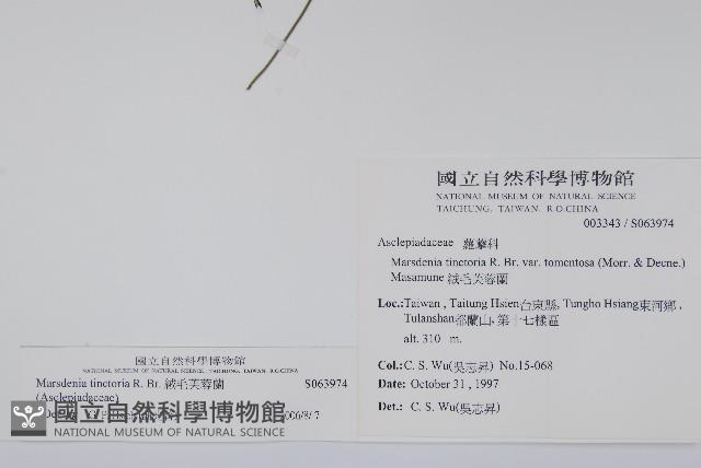 絨毛芙蓉蘭藏品圖，第2張