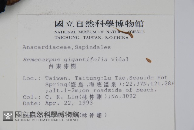 臺東漆樹藏品圖，第2張
