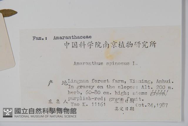 刺莧藏品圖，第2張