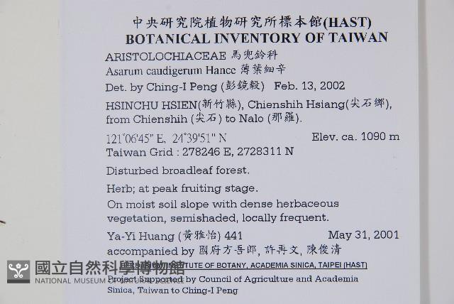 薄葉細辛、尾花細辛藏品圖，第2張