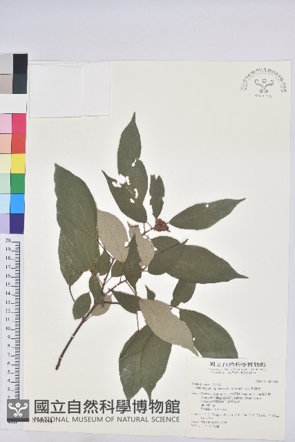 粗糠柴藏品圖，第1張