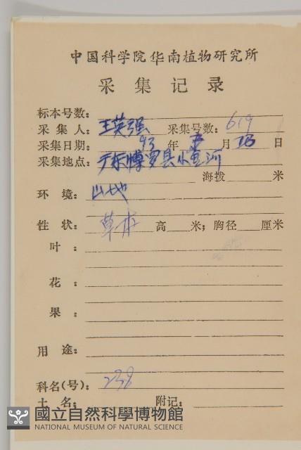 白花鬼針藏品圖，第2張