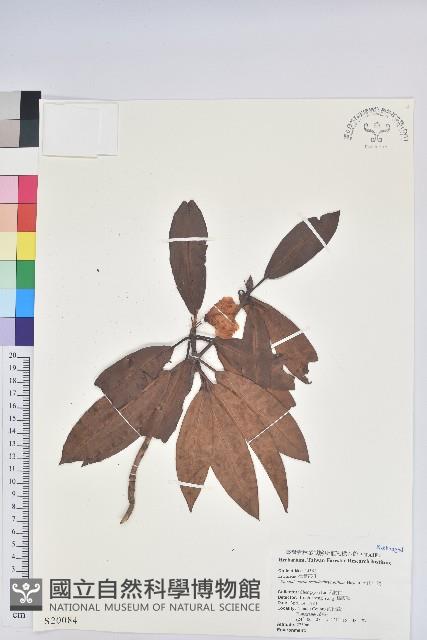 玉山杜鵑藏品圖，第1張