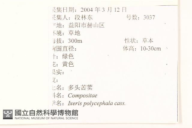 多頭苦菜、野剪刀股藏品圖，第2張