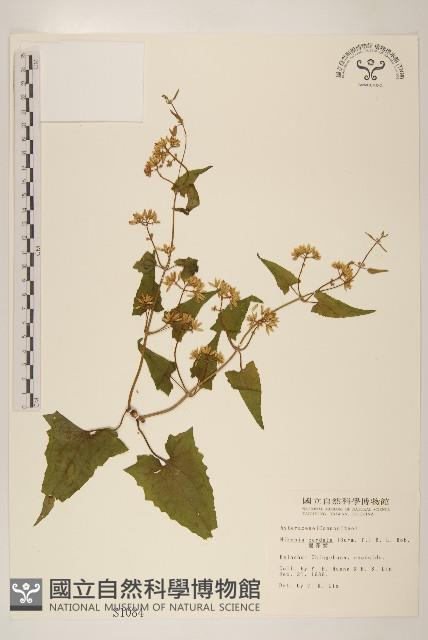 蔓澤蘭藏品圖，第1張