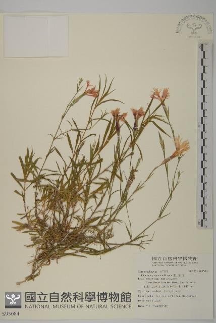 玉山石竹藏品圖，第1張